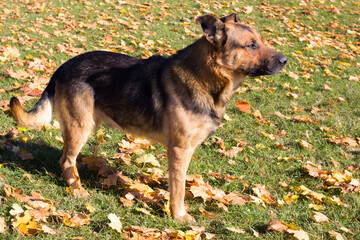 Dog on yellow maple leaves,A German shepherd on a grass with yellow maple leaves in the autumn