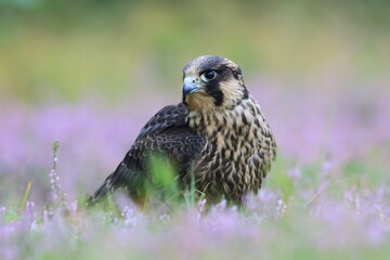   A Young peregrine falcon sitting on the blooming meadow. Falco peregrinus in the nature habitat.