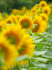 Sortir du lot
Champ de tournesol avec un tournesol qui se d&eacute;gage et se met en valeur
Stand out from the crowd
Sunflower field with a sunflower emerging and showing off