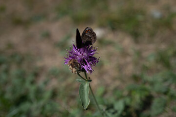 le farfalle e i fiori