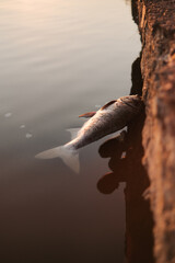 dead wild fish in polluted water in lake