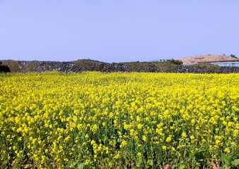 Fototapeta premium field of yellow flowers