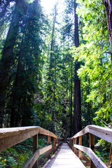 Bridge in Trees