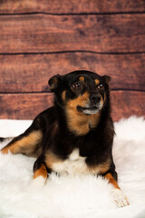 Small dog posing for photographs.