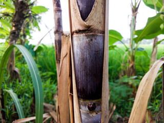 Fototapeta premium Sugarcane in the woods
