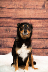 Small dog posing for photographs.