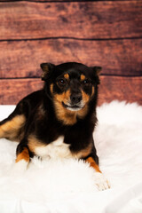 Small dog posing for photographs.