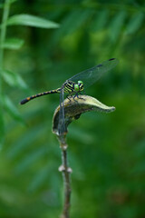 closeup the black green dragonfly hold on lady finger with plant soft focus natural green brown background.