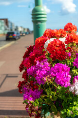 Flowers in Lee-On-Solent