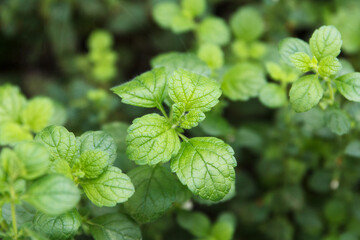 Medicinal balm, lemon mint is a medicinal, soothing plant that grows in a garden