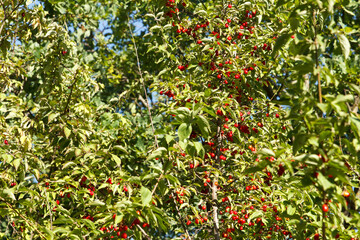 A red, ripe, medicinal dogwood slept on a tree in forest. Berry harvest season is here