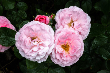 Flowers of ‘Sexy Rexy’ Rose