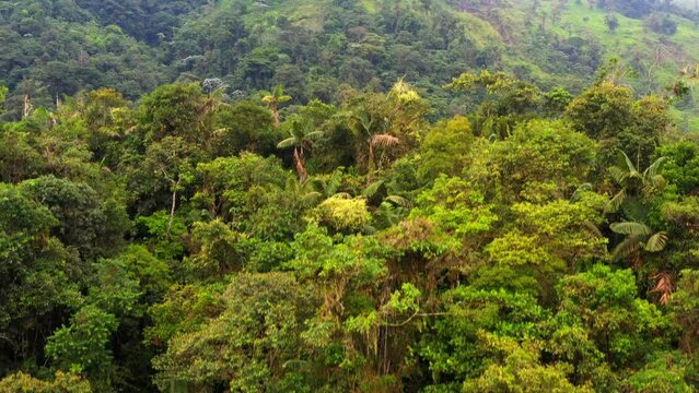 Monta&ntilde;as en la selva 