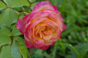 pink rose