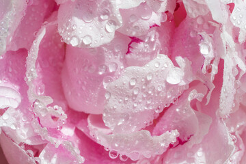 Peony in drops of water. Background with flowers petals. Pink peony flower in dew drops. Macro close-up.