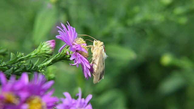 Brown Tagele - Euclidia glyphica collects nectar, close-up. butterfly on a flower.