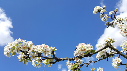 cherry blossom against sky spring tree wallpaper
