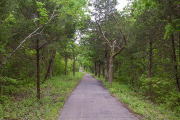 Beautiful shots of the woods in trails at 
Bee tree park in mo