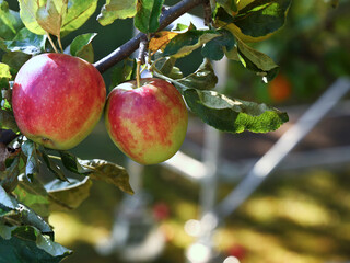 closeup of ripe apples on the apple tree with mobile scaffolding in the background, safe apple harvesting in the orchard with ladder and scaffolding concept