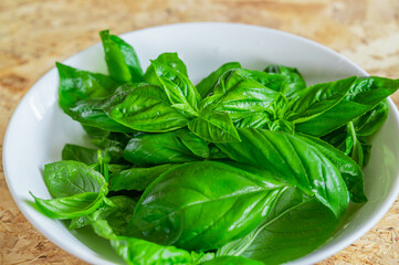 摘みたてのスイートバジル