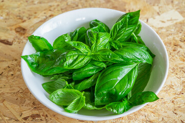 摘みたてのスイートバジル