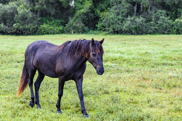 Fototapeta premium horse in the field