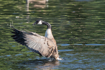 Local birds enjoying a cool spring day