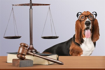 A cuter dog sits behind with a judge's gavel on the table.