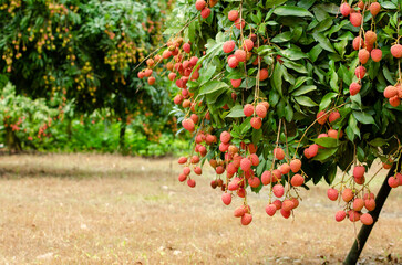 Yammi fruit Lychee from Dinajpur in Bangladesh