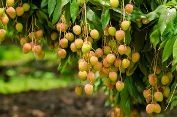 Yammi fruit Lychee from Dinajpur in Bangladesh