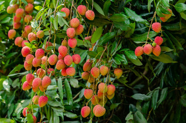 Yammi fruit Lychee from Dinajpur in Bangladesh