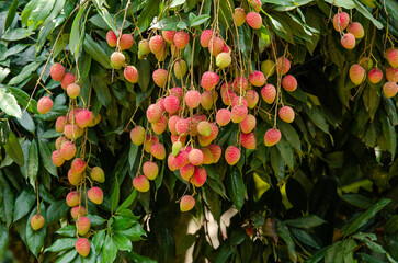 Yammi fruit Lychee from Dinajpur in Bangladesh
