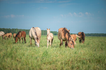 Beautiful thoroughbred horses on a farm in summer.