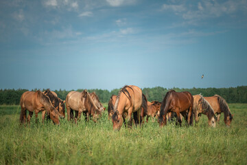 Beautiful thoroughbred horses on a farm in summer.