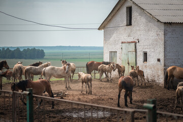 Beautiful thoroughbred horses on a farm in summer.