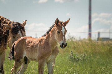 Naklejka na ściany i meble Beautiful thoroughbred horses on a farm in summer.