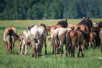 Beautiful thoroughbred horses on a farm in summer.