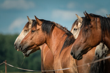 Fototapeta premium Beautiful thoroughbred horses on a farm in summer.