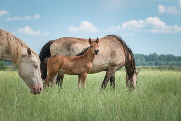 Obraz premium Beautiful thoroughbred horses on a farm in summer.
