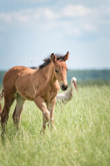 Obraz na płótnie Canvas Beautiful thoroughbred horses on a farm in summer.
