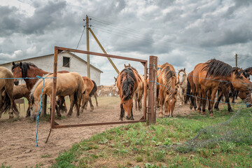 Fototapeta na wymiar Beautiful thoroughbred horses on a farm in summer.