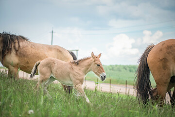 Beautiful thoroughbred horses on a farm in summer.