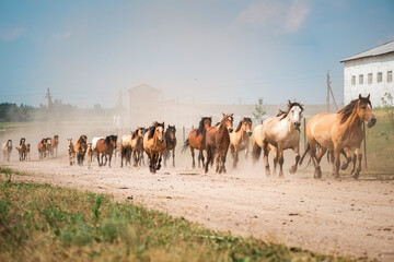 Beautiful thoroughbred horses on a farm in summer.