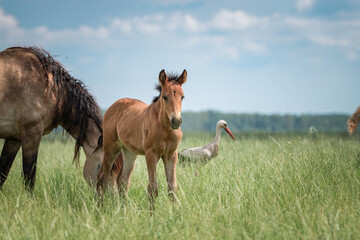 Fototapeta premium Beautiful thoroughbred horses on a farm in summer.