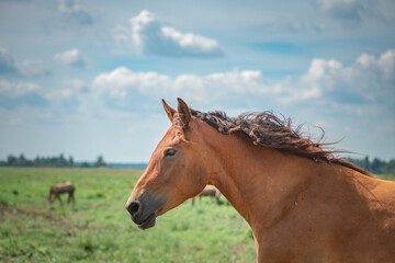 Obraz premium Beautiful thoroughbred horses on a farm in summer.