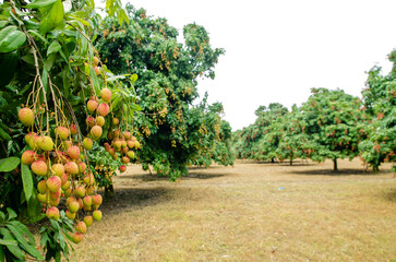 Yammi fruit Lychee from Dinajpur in Bangladesh