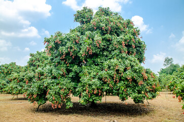 Yammi fruit Lychee from Dinajpur in Bangladesh