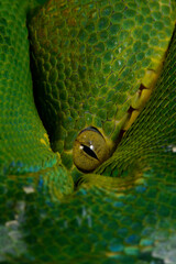 Emerald tree boa // Grüne Hundskopfboa, Hundskopfschlinger (Corallus caninus)
