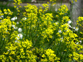 yellow rapeseed (Brassica napus L, surepka) blooms in summer