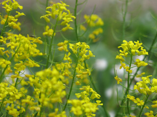 Obraz premium yellow rapeseed (Brassica napus L, surepka) blooms in summer